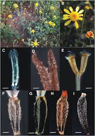 Image result for Emilia transvaalensis