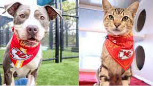 We researched and reviewed the best pet adoption agencies that will help match you with the right animal. Adopt A Forever Friend And Root For The Chiefs Together Fox 4 Kansas City Wdaf Tv News Weather Sports