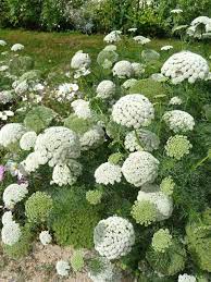 Pin On Garden Sun Or Dry Soil Perennials Zone 6