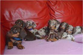 Dachshund puppies have long sausage shaped bodies, which has given rise to the nickname, sausage dog everything you want to know about dachshund including grooming, training, health. Mini Dachshund Puppies For Sale Near Winchester Va