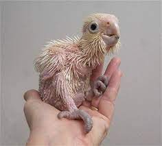 They are active, intelligent, and funny, but they goffin's cockatoo: Cockatoo Price Guide How Much Does A Cockatoo Cost Cockatoo Info