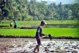 Gambar sketsa petani di sawah, gambar petani mencangkul di sawah, gambar petani menanam padi di sawah, gambar petani bawa cangkul, gambar pak tani kartun, gambar kartun petani mencangkul di sawah, gambar sawah, gambar sawah kartun, baru 26+ gambar petani di sawah kartun. Cangkul Sawah Independensi