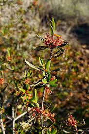 Image result for Picrodendraceae