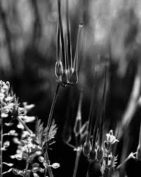 Promoting public interest and participation in the arts since 1961