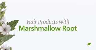 Hence, it can be effectively used to reduce split ends and hair breakage. Marshmallow Root Hair And Skin Products Benefits And Uses Nhc