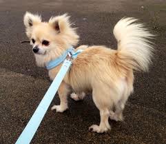 London Blonde Long Hair Apple Head Chihuahua Stud 51ec43e17e4dc Jpg 1194 1039