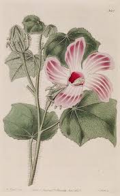 Image result for Hibiscus vitifolius