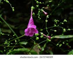 Image result for Strobilanthes hamiltoniana