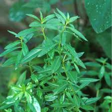 Image result for Ammannia baccifera