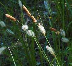 Image result for Cyperaceae