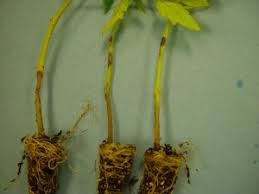 Image result for tomato seedling botrytis