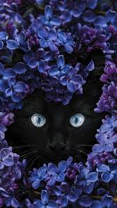 Iphone11 Iphone11pro 11promax Iphone6s 6spluswallpaper Iphone7 7pluswallpaper Iphonesewallpaper Iphonexs Xsmaxwallpa In 2020 Cat Wallpaper Iphone Wallpaper Cat Cat Art