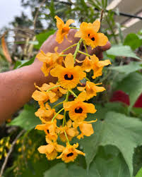 Image result for Ocimum fimbriatum