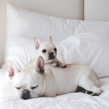 In truth, they can look quite a bit alike! What Colors And Patterns Do Frenchies Come In What The Frenchie