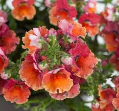 Image result for Nesaea pedroi