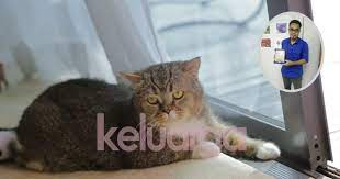 Akhirnya, bulu kucing gugur bukan disebabkan kutu tetapi disebabkan air liur kucing itu sendiri. Bulu Kucing Gugur Teruk Doktor Veterinar Ni Jelaskan Sebabnya Keluarga
