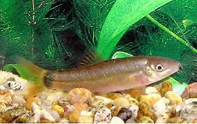 Image result for Kotschya