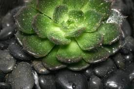 How to care for haworthia zebra | tips for growing haworthia succulent. What Is A Black Prince Succulent Learn About Black Prince Echeveria Care