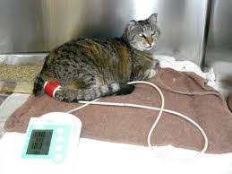 Portable, lighter than iphone x. High Blood Pressure In Cats Common Debilitating And Treatable With New Meds Cimarron Animal Hospital