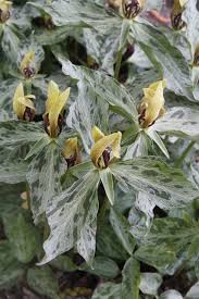 Image result for Elaphoglossum lancifolium