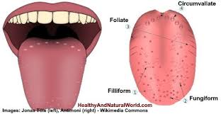 This Is Why You Have Swollen Lie Bumps On Your Tongue Lie Bumps On Tongue Bumps On Tongue Tongue Ulcer Remedies