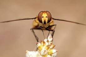 Image result for Blepharis buchneri