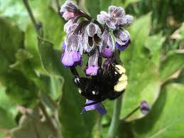 Image result for Rhipidoglossum eggelingii