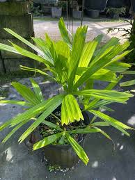 Image result for Licuala