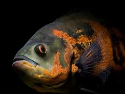 Harga ikan oscar murah lainnya yaitu oscar p. Mengenal Ikan Oscar Hias Lebih Dekat Jenis Harga Ciri