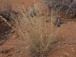 Image result for Aristida stipoides