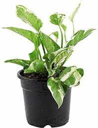 Check spelling or type a new query. Real Nature White Money Plant In Black Plastic Pot Artificial Plant With Pot Price In India Buy Real Nature White Money Plant In Black Plastic Pot Artificial Plant With Pot Online