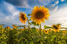 The kansas sunflower fields is an area located in both kansas and south dakota located to the west of mississippi river and chicago , illinois. Sunflower Trail In Belleville Illinois Eckert S