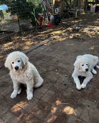 Eddy West Farm (@eddywestfarm) · Instagram photos and Reels