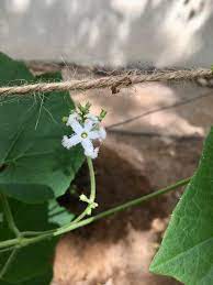Gourd varieties like ridge gourd, bitter gourd and snake gourd are some of the popular gourds have separate male and female flowers. Day 70 Noticing A Snake Gourd Flower In My Mini Garden Rendezvous With Life