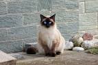How Much Do Siamese Cats Cost? Is It Expensive ...