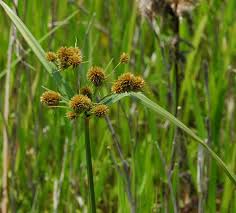 Image result for Cyperus alopecuroides