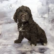 Searching for a cockapoo rescue in nj? Cockapoo Puppies For Sale