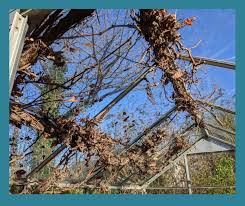 Image result for grape pruning