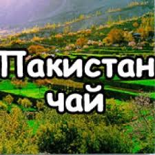 Такой напиток выводит из организма вредные вещества, избавляет от кашля. Kupit Pakistanskij Chaj Dyoshevo Optom I V Roznicu Cena Dostavka