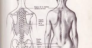 Sciency root words make anatomical parts harder to memorize. Female Back Anatomy Drawing