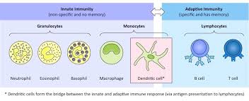 Types Of Leukocytes Bioninja