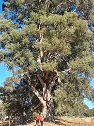 Image result for Eucalyptus camaldulensis