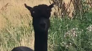 Geronimo the alpaca has been taken away from the farm he lived on in gloucestershire and killed. London The Geronimo Alpaca Positive For Bovine Tuberculosis It Will Be Killed Breaking Latest News