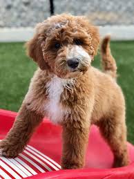 Hello From Labradoodles Of Montana Labradoodle Puppy Labradoodle Austrailian Labradoodle