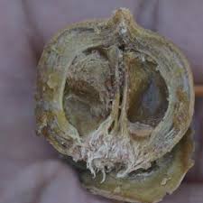 Image result for Thespesia garckeana