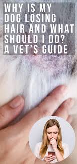 The secondary cause of dog hair loss is when the dog bites, rubs, scratches, chews or grooms excessively. Dog Losing Hair A Vet S Guide To Alopecia In Dogs