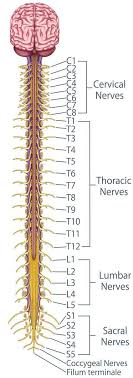 Nerve roots can be classified as: Radiculopathy Pinched Nerve Treatments In Miami Mnc