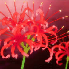 See more ideas about aesthetic gif, aesthetic, aesthetic anime. Red Rose Aesthetic Gif