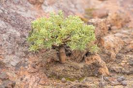 Image result for Macledium