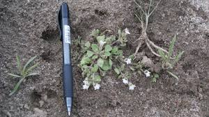 Image result for Diclis